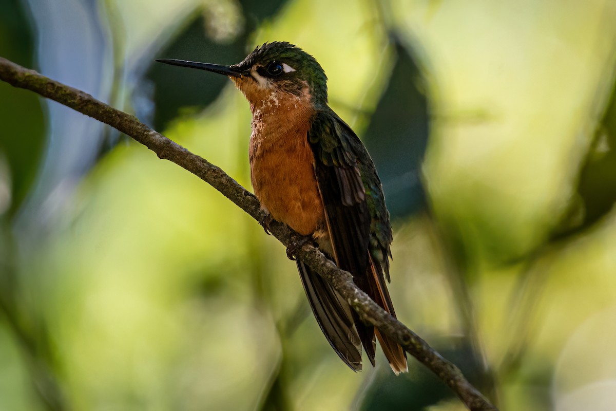 kolibřík brazilský - ML619500652
