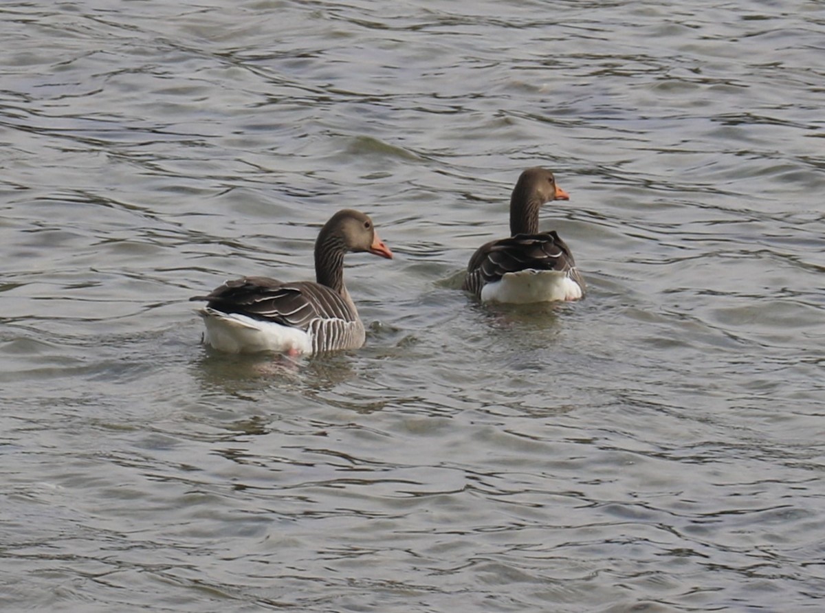 Greater White-fronted Goose - ML619500660