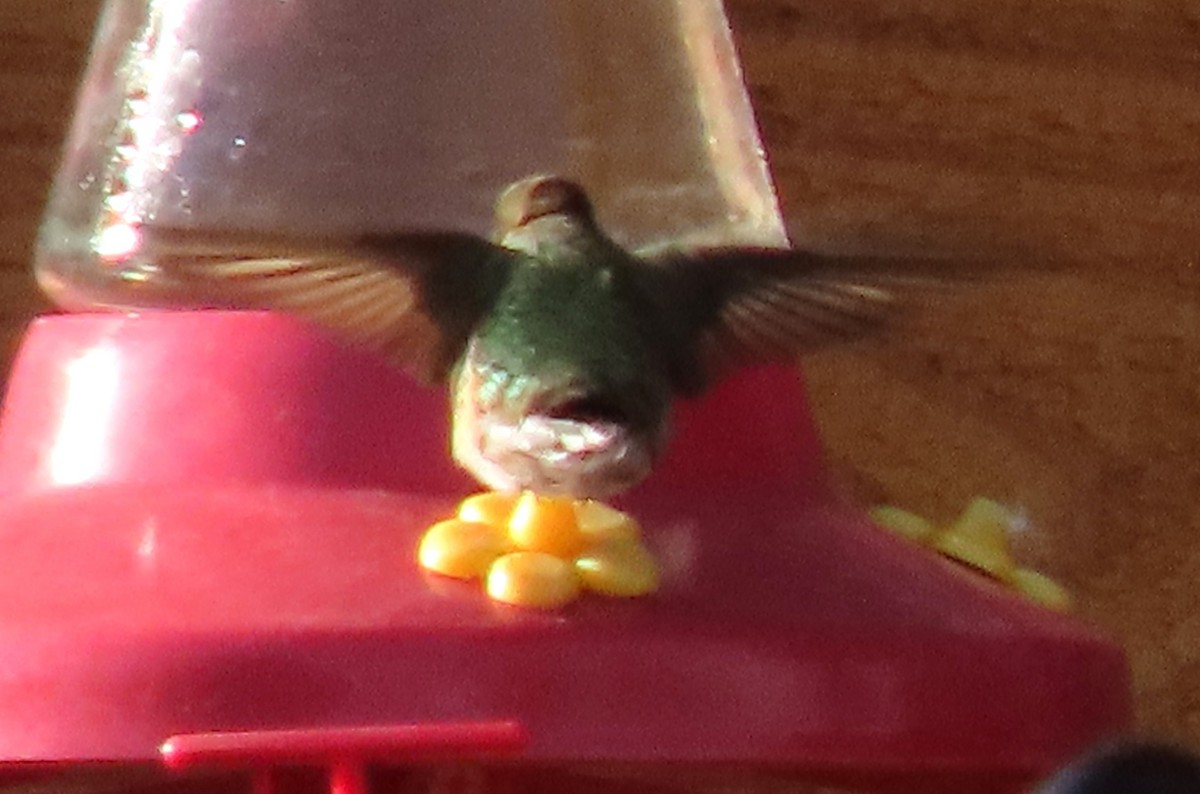 Broad-tailed Hummingbird - ML619500668
