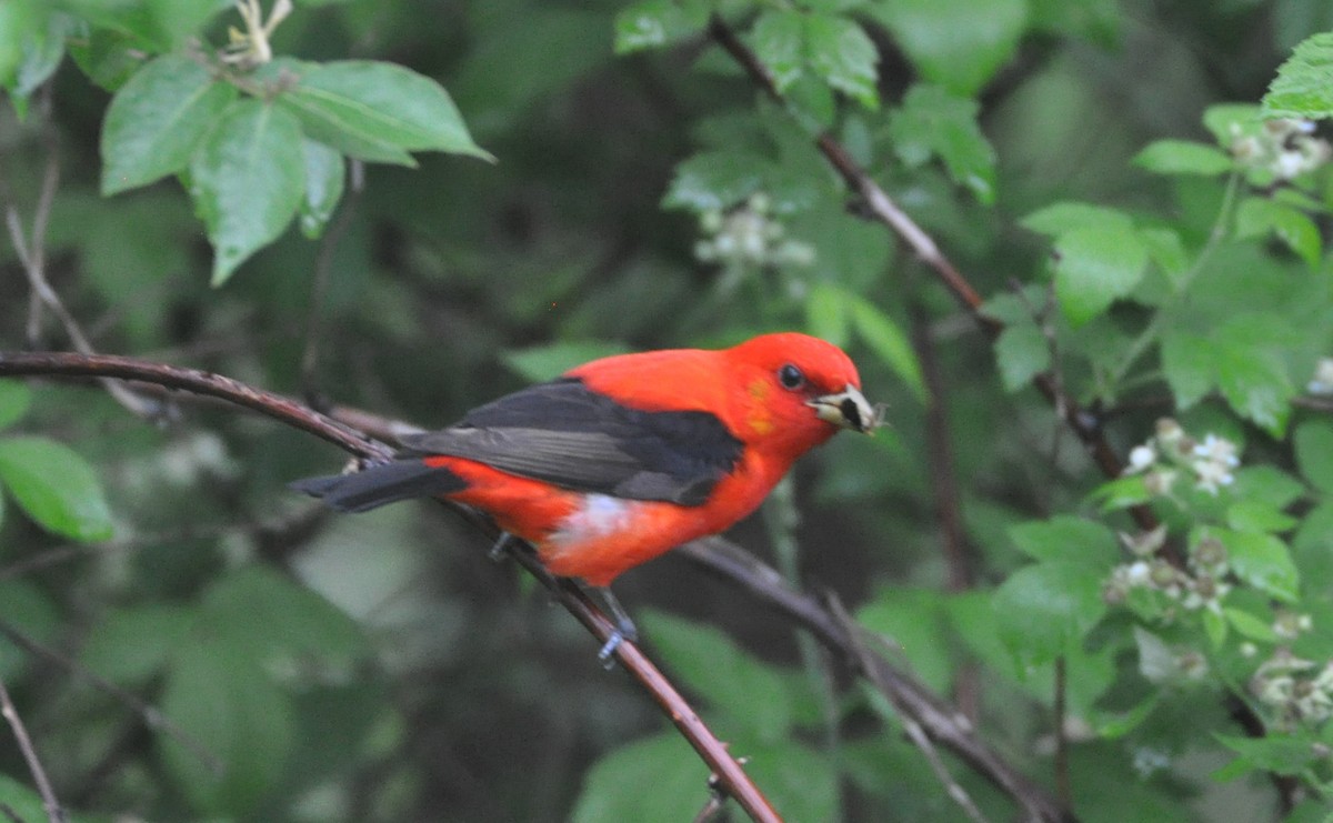 Scarlet Tanager - ML619500685