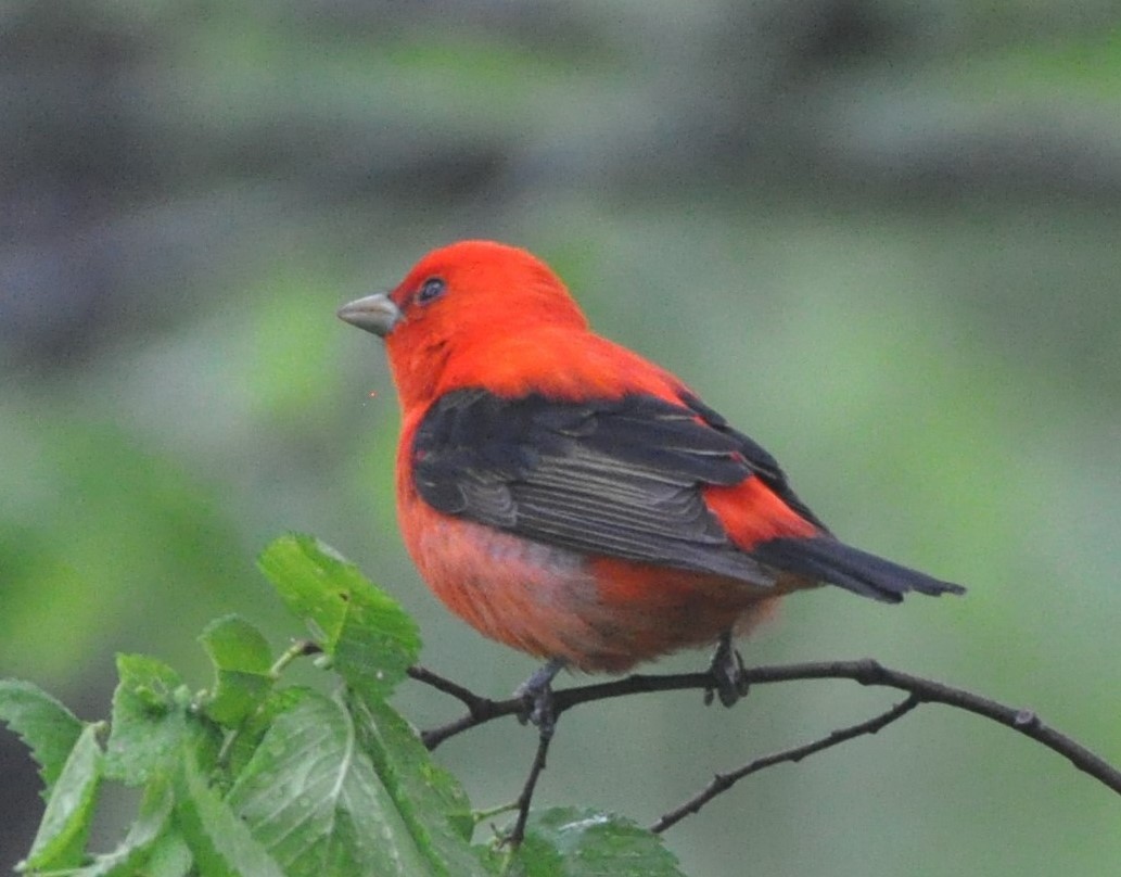 Scarlet Tanager - ML619500704