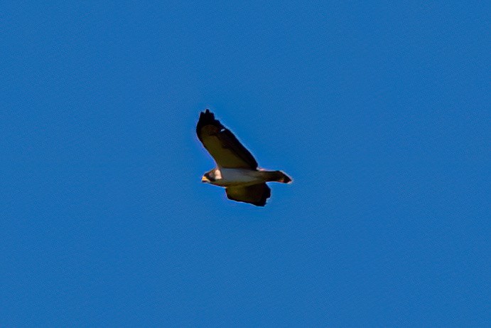 Short-tailed Hawk - ML619500726