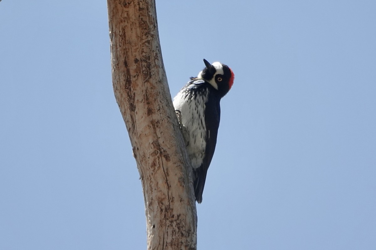 Acorn Woodpecker - ML619500781