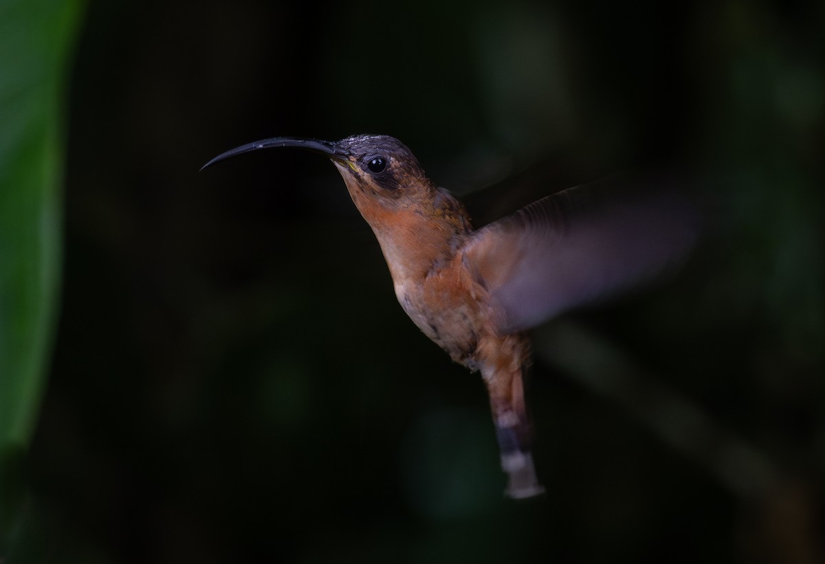 kolibřík bronzový - ML619500818