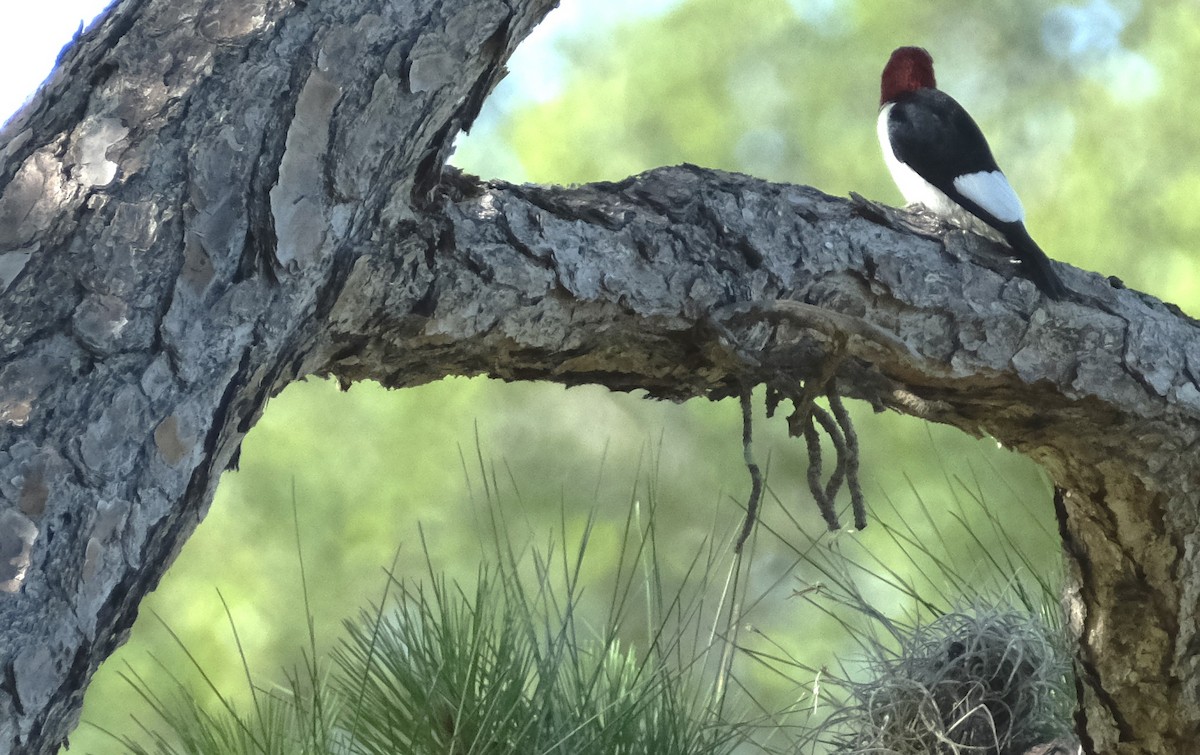 Red-headed Woodpecker - ML619500846