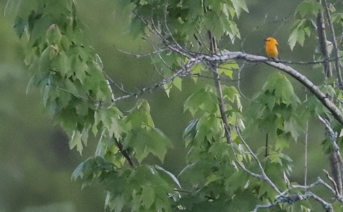 Prothonotary Warbler - ML619500880