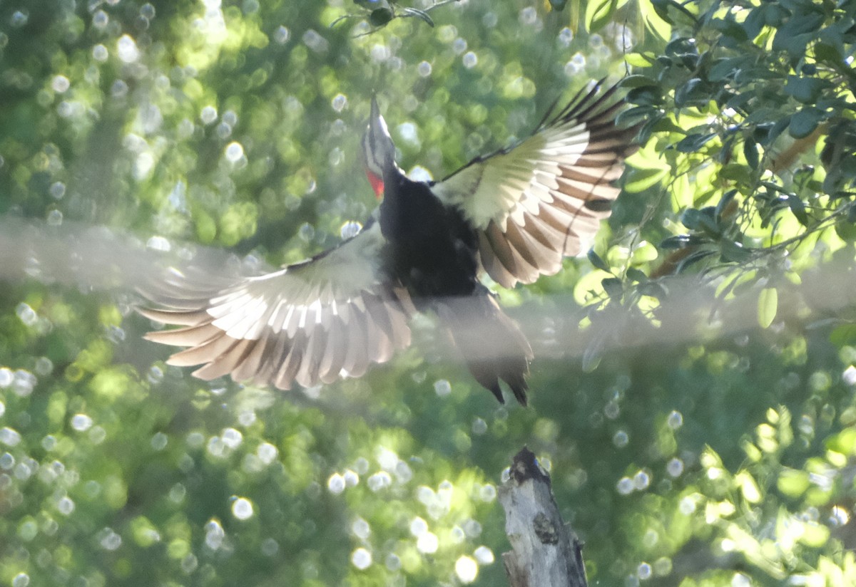 Pileated Woodpecker - ML619500883