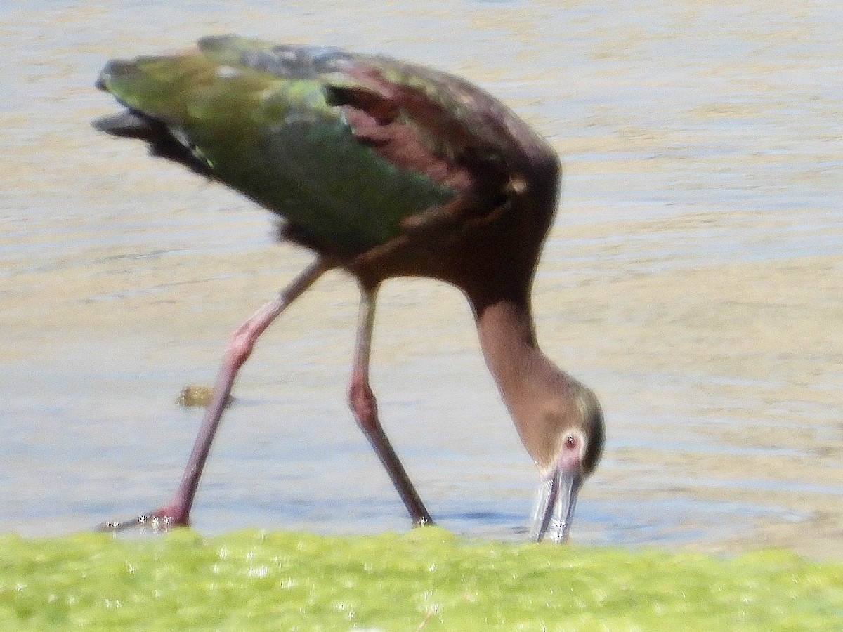 ibis americký - ML619500929