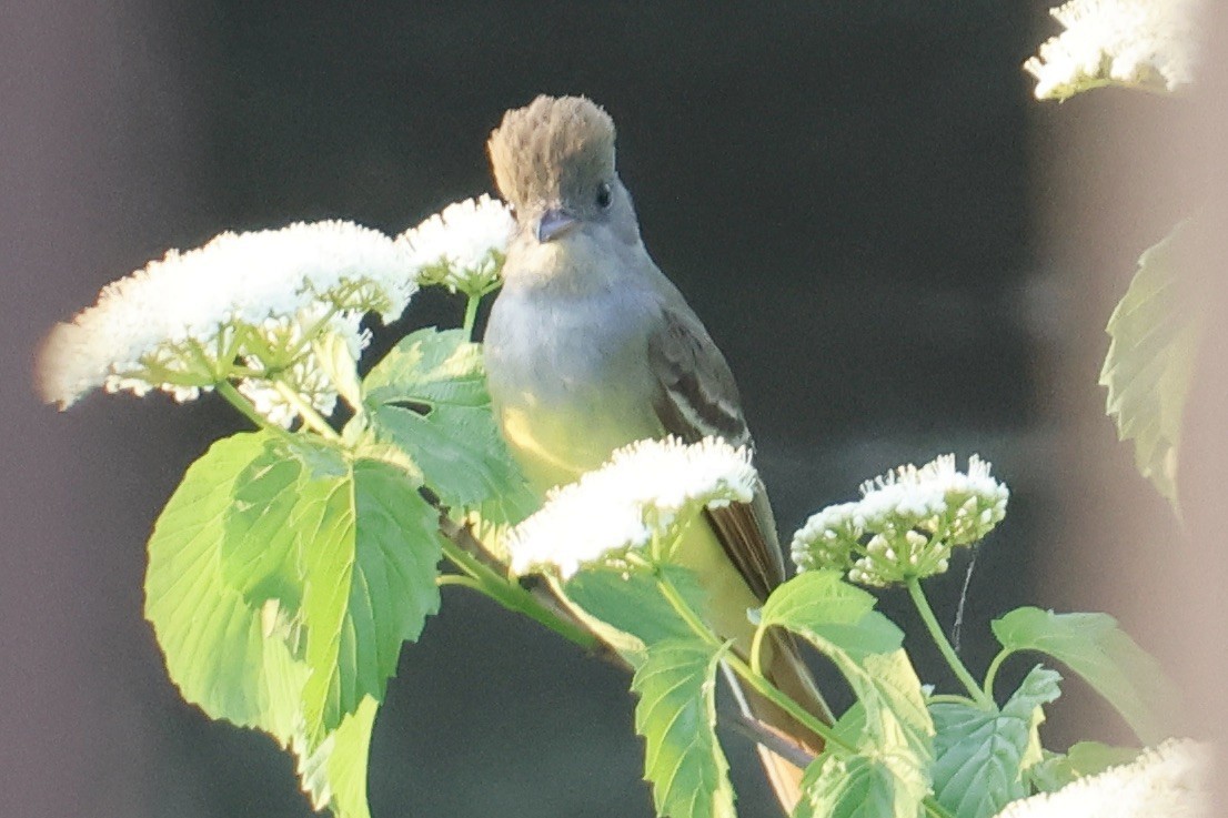 Great Crested Flycatcher - ML619500960
