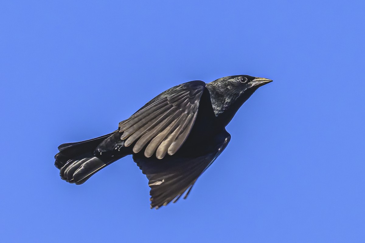 Chopi Blackbird - ML619500975