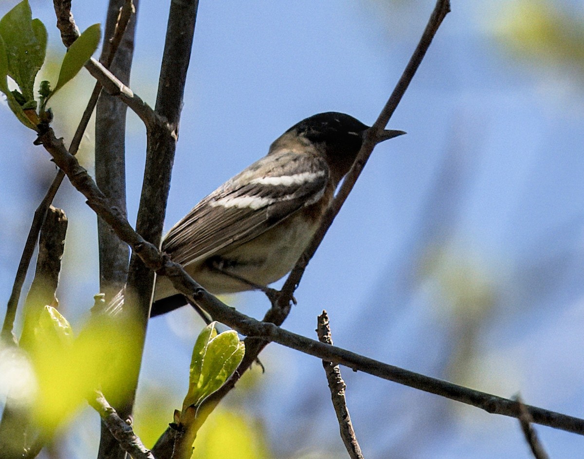 Bay-breasted Warbler - ML619500977