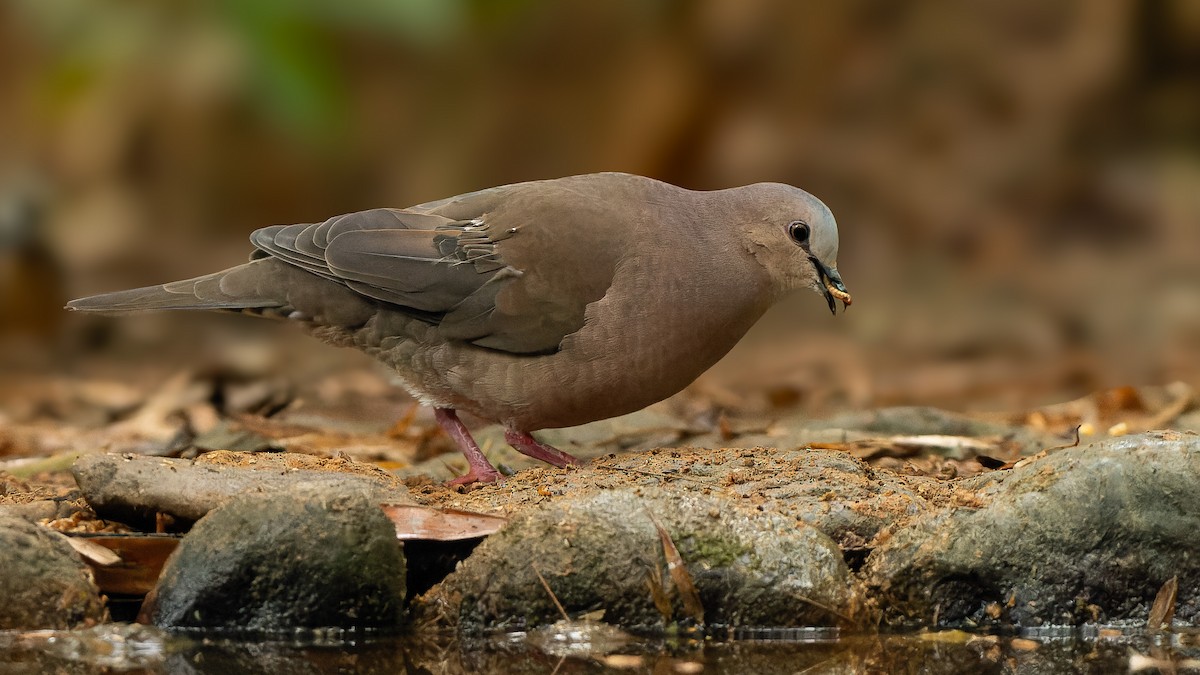 Gray-fronted Dove - ML619500992