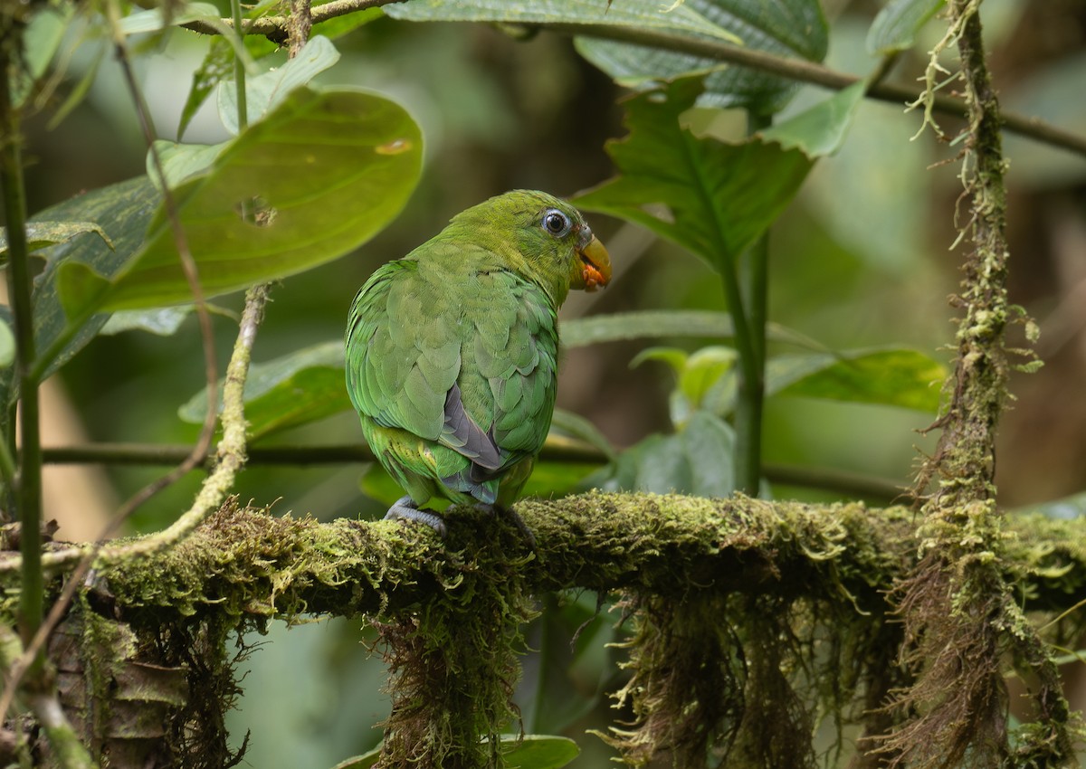Blue-fronted Parrotlet - ML619500999