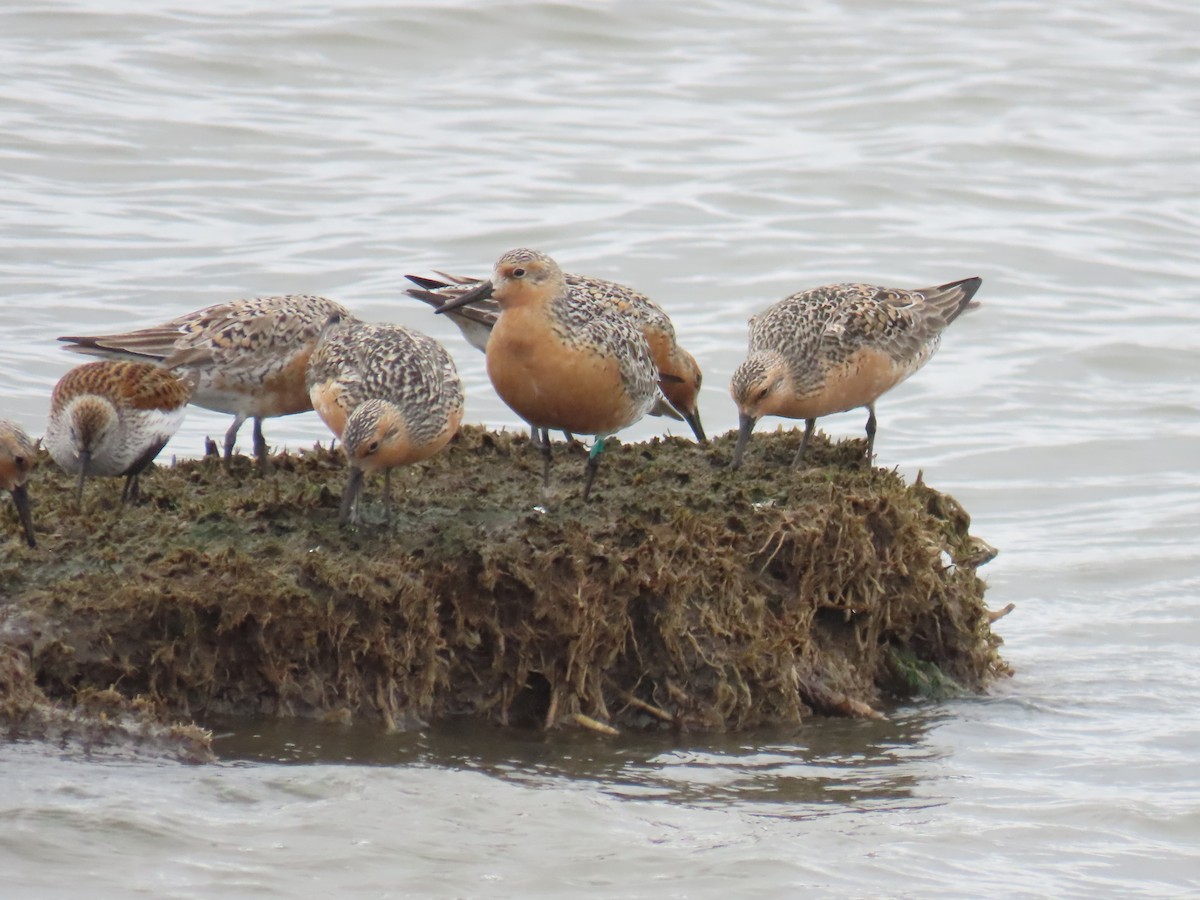 Red Knot - ML619501020