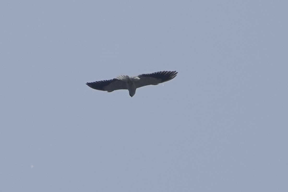 Black-winged Kite - ML619501028