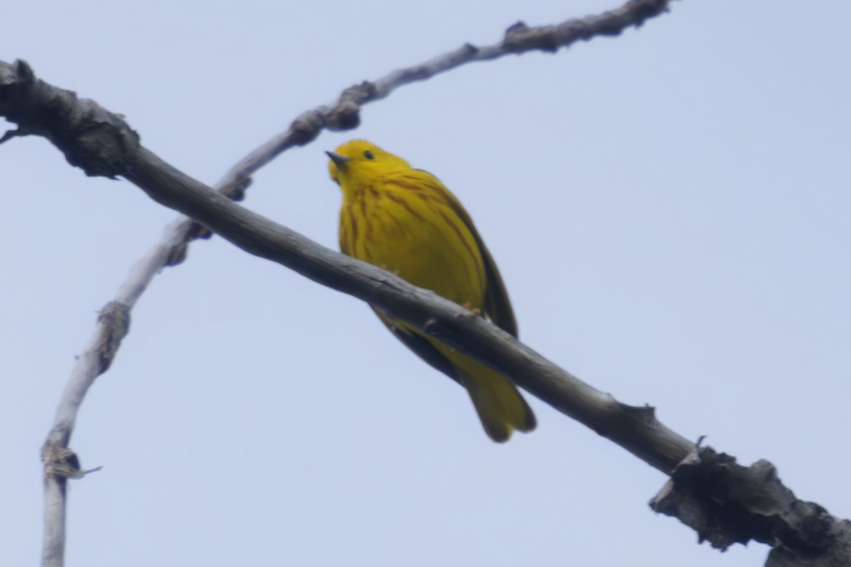 Yellow Warbler - ML619501042