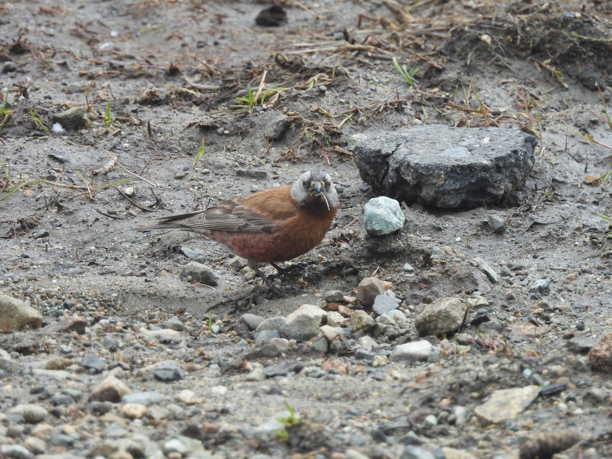 Gray-crowned Rosy-Finch - ML619501046