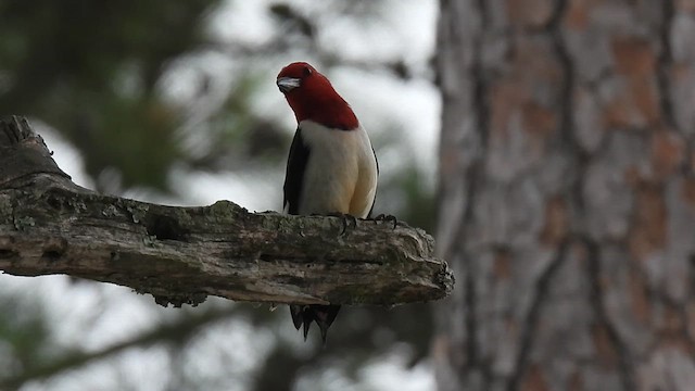Red-headed Woodpecker - ML619501060