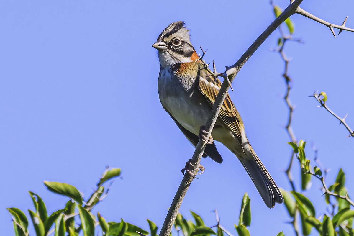 Rufous-collared Sparrow - ML619501068