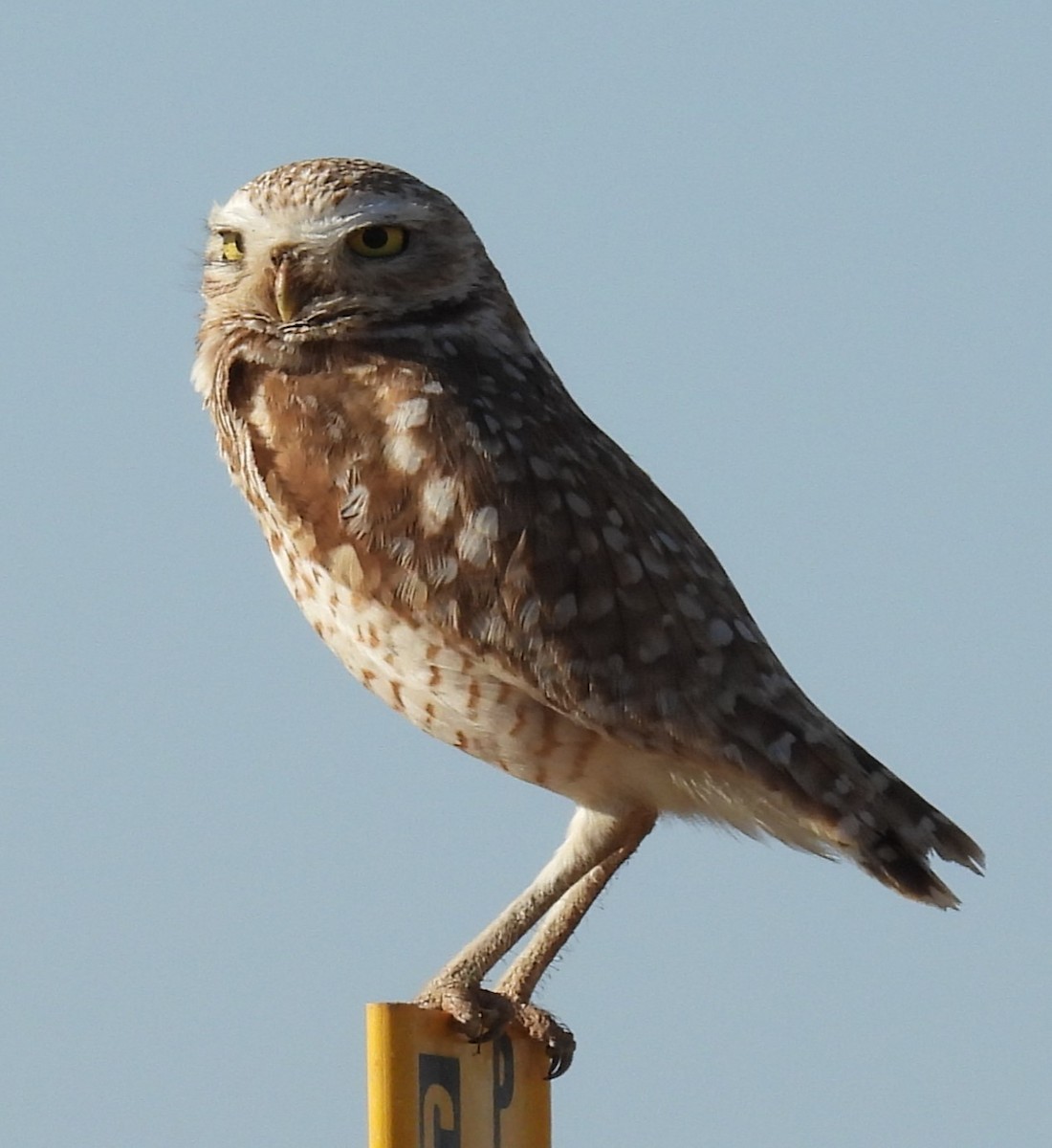 Burrowing Owl - ML619501108