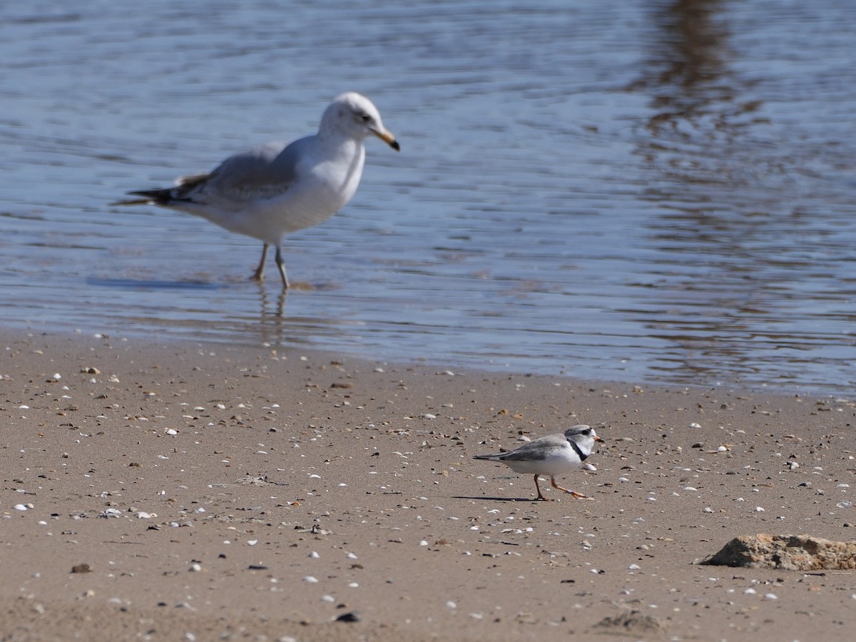 Piping Plover - ML619501113