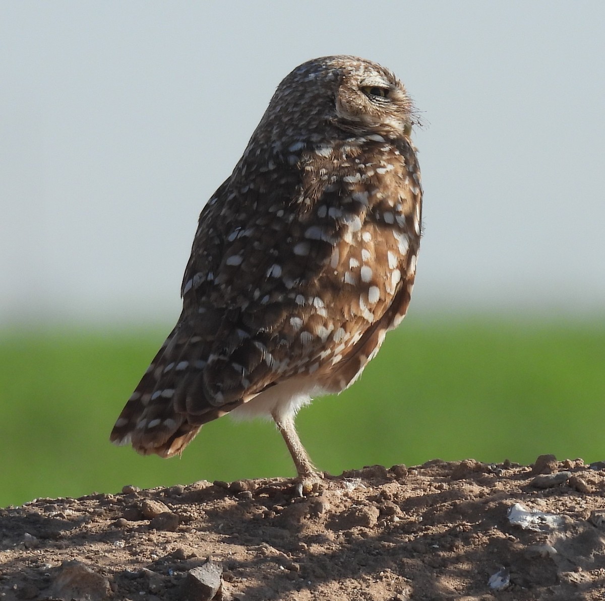Burrowing Owl - ML619501114