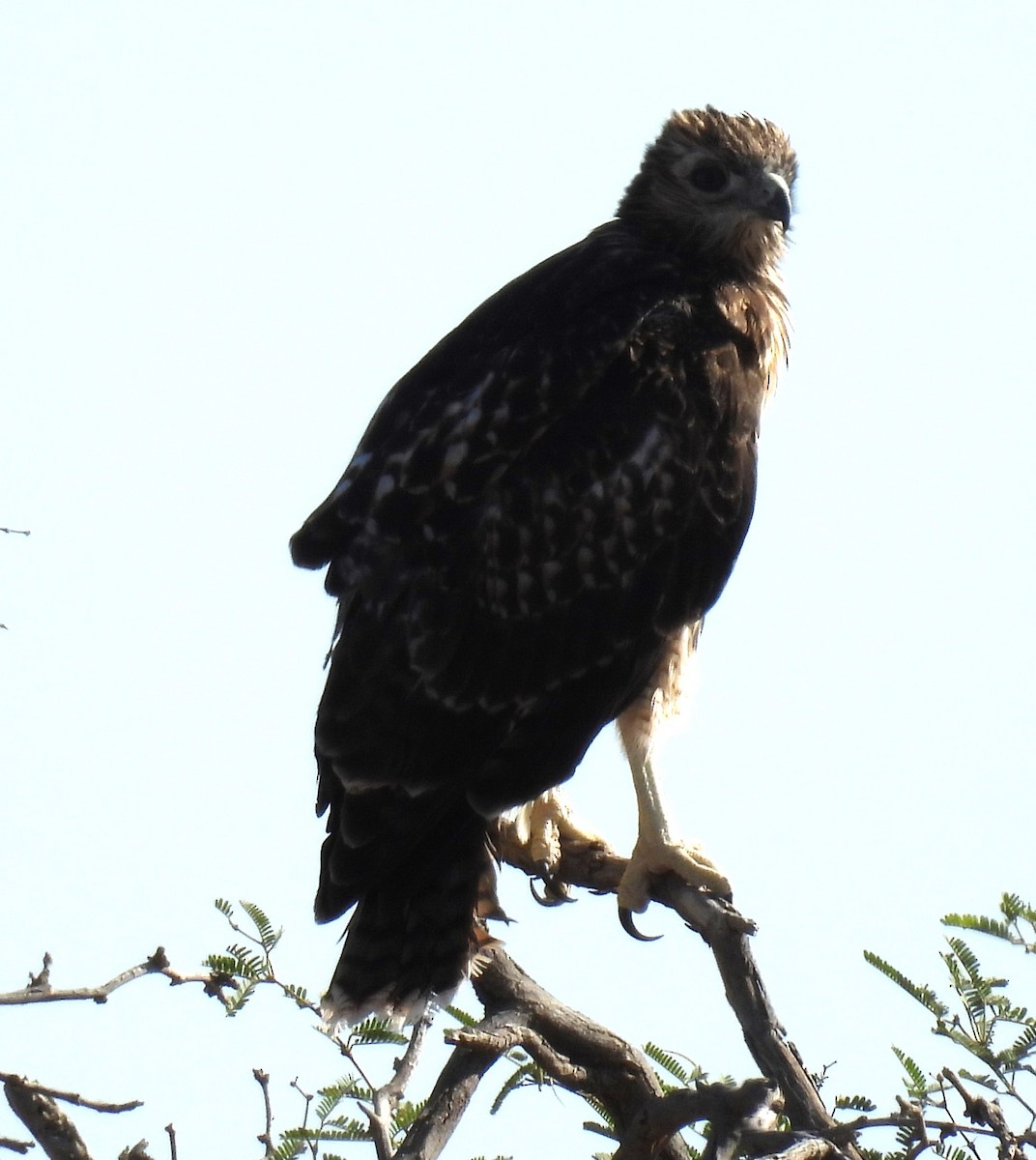 Red-tailed Hawk - ML619501148
