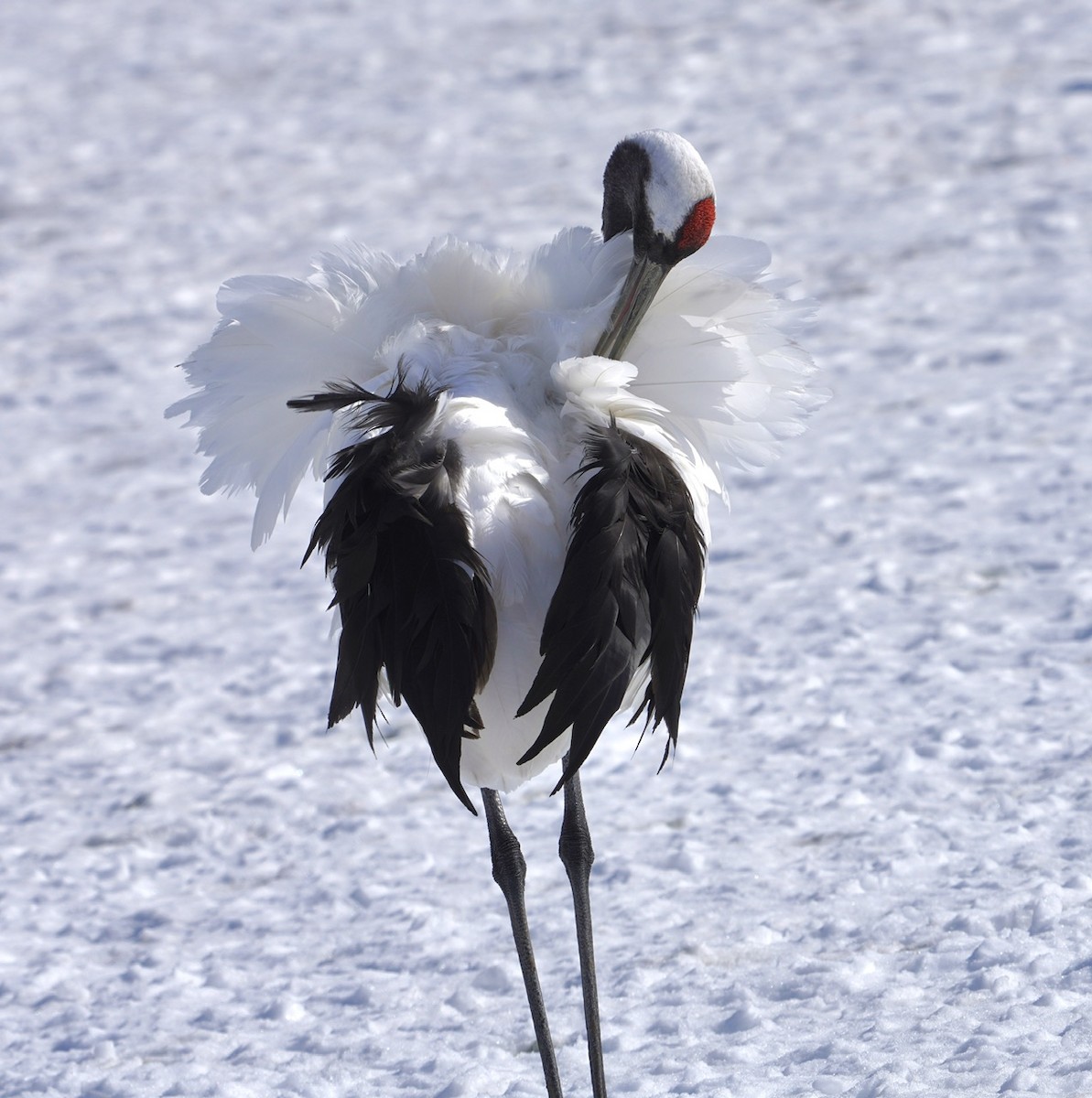 Red-crowned Crane - ML619501154