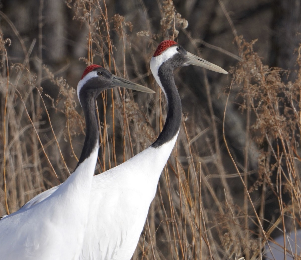Red-crowned Crane - ML619501156