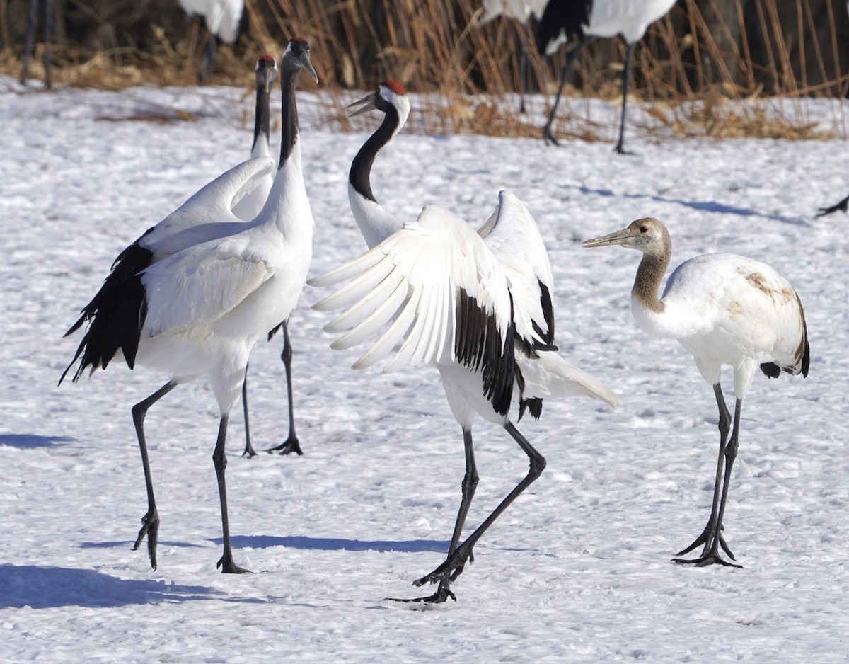 Red-crowned Crane - ML619501157