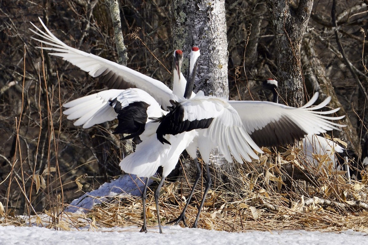 Red-crowned Crane - ML619501159