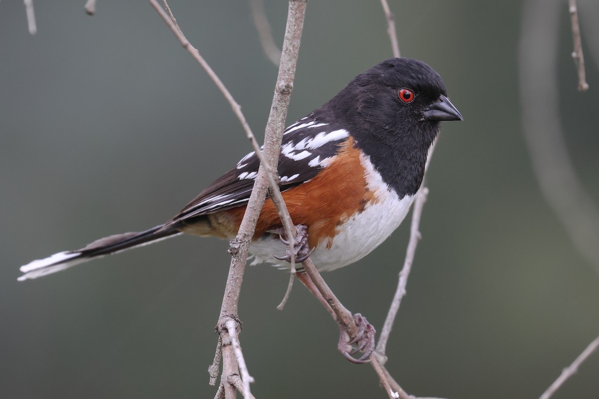 Spotted Towhee - ML619501183