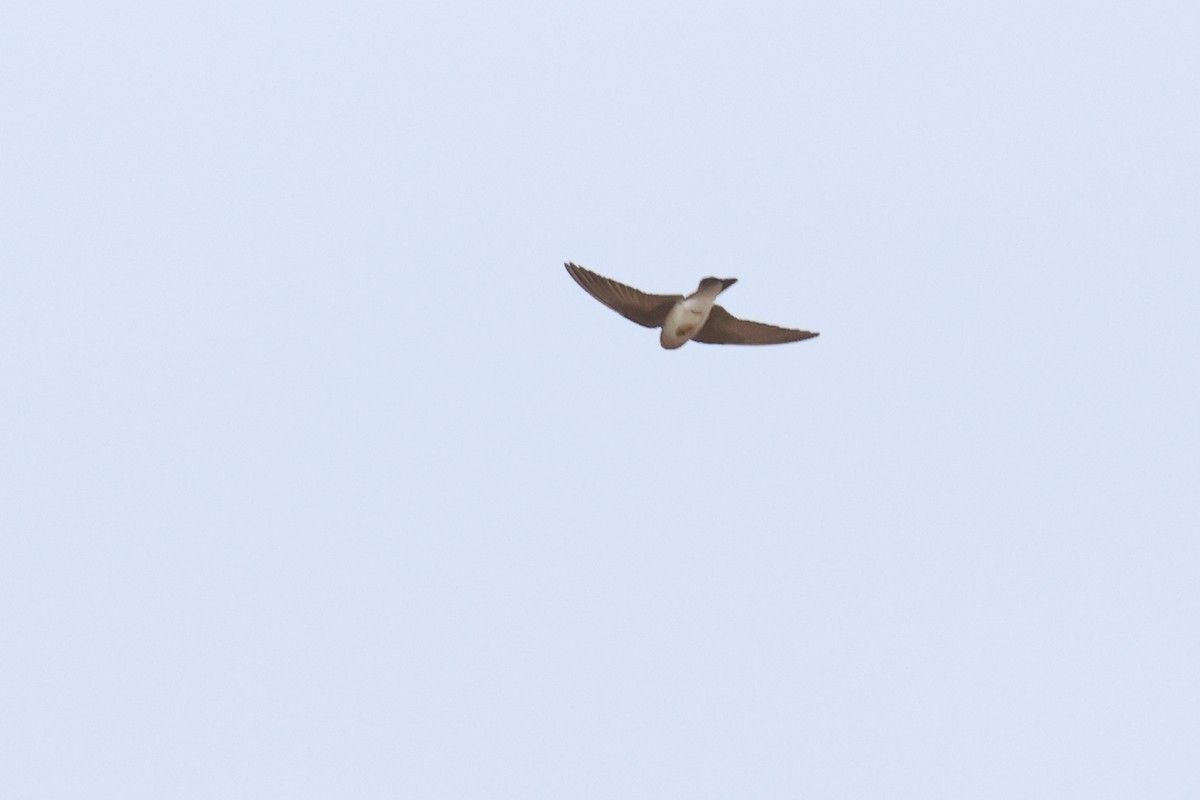 Northern Rough-winged Swallow - ML619501193