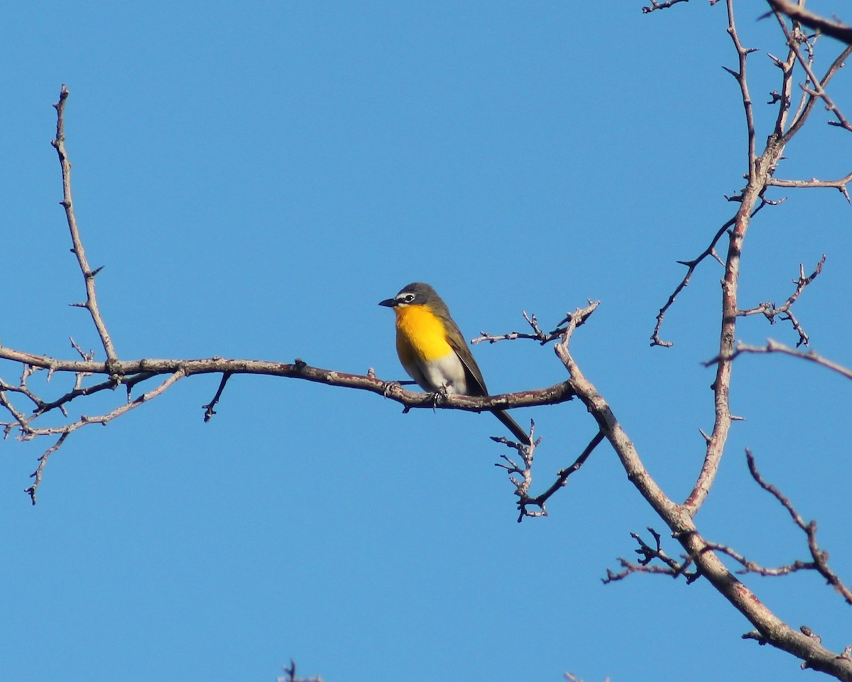 Yellow-breasted Chat - ML619501209