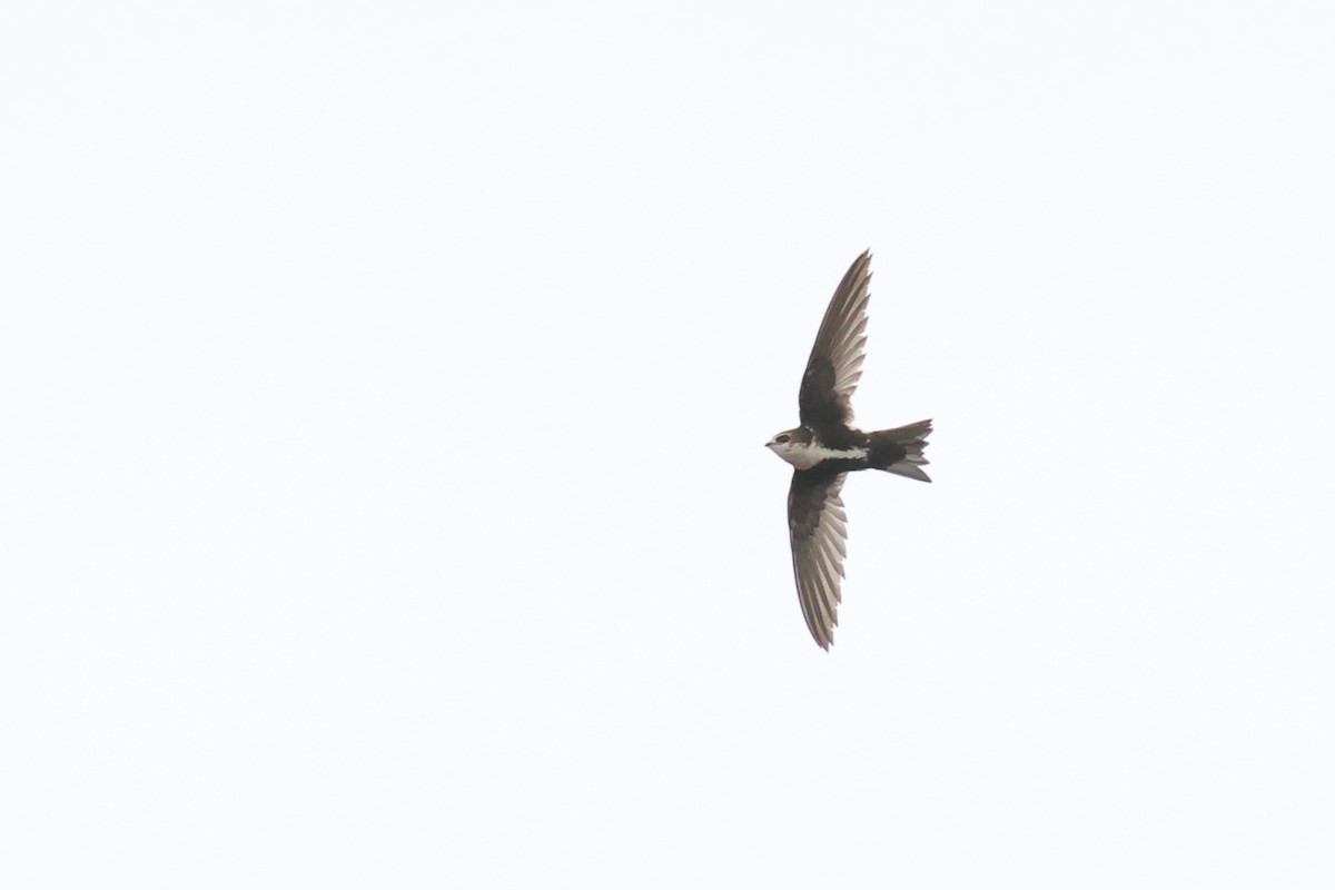 White-throated Swift - ML619501212