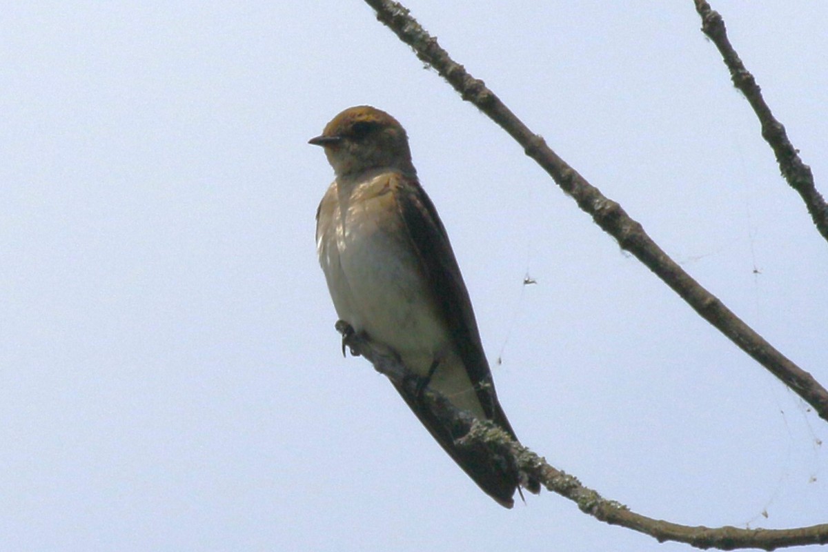 Northern Rough-winged Swallow - ML619501248