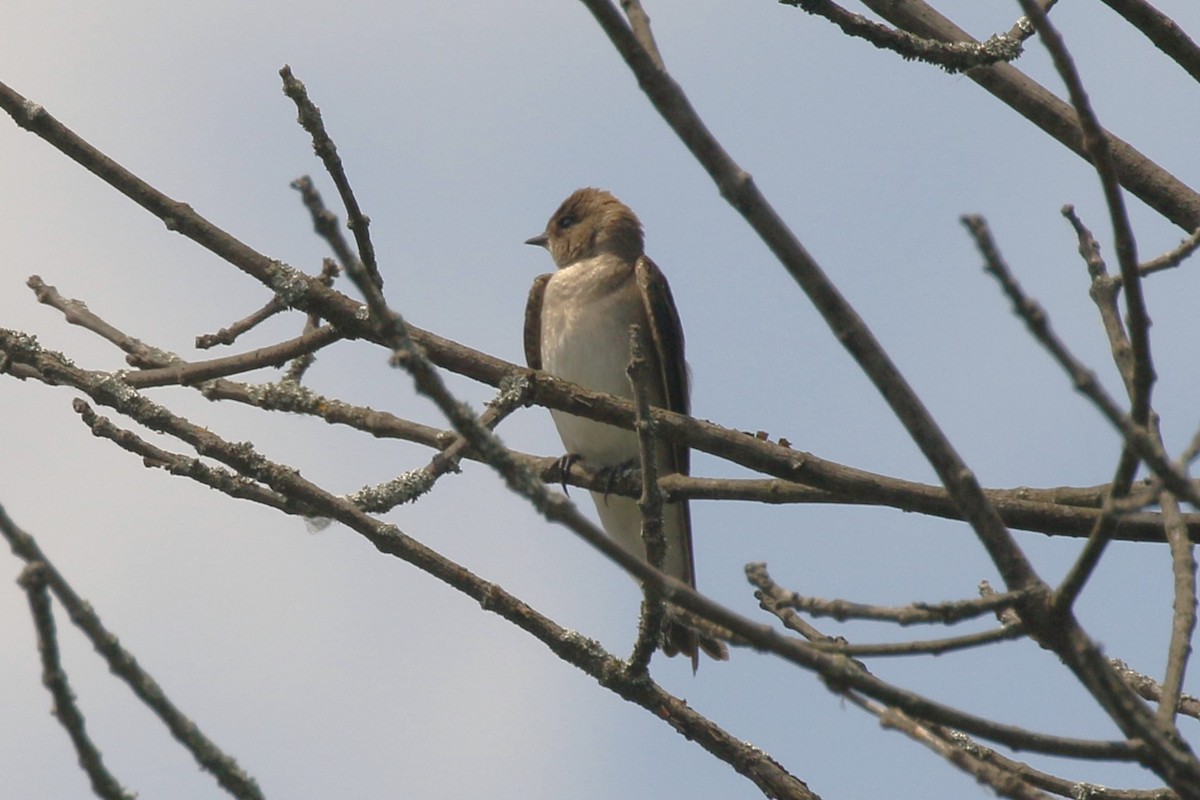 Northern Rough-winged Swallow - ML619501250