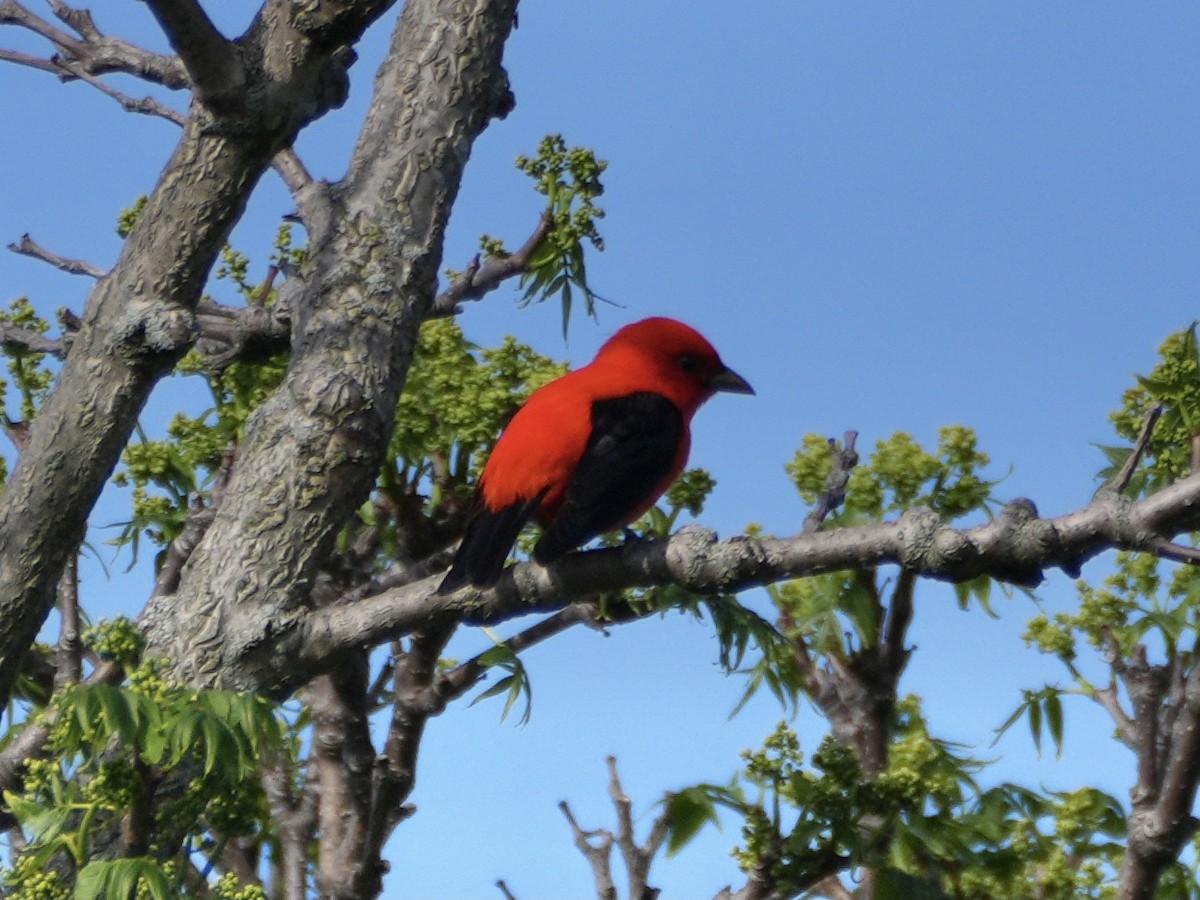 Scarlet Tanager - ML619501341