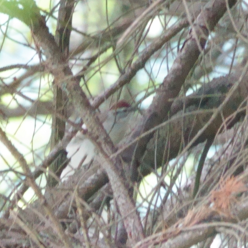 Chipping Sparrow - ML619501397