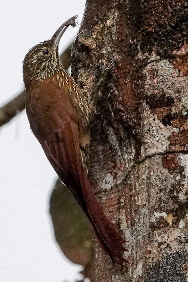 Strong-billed Woodcreeper - ML619501402