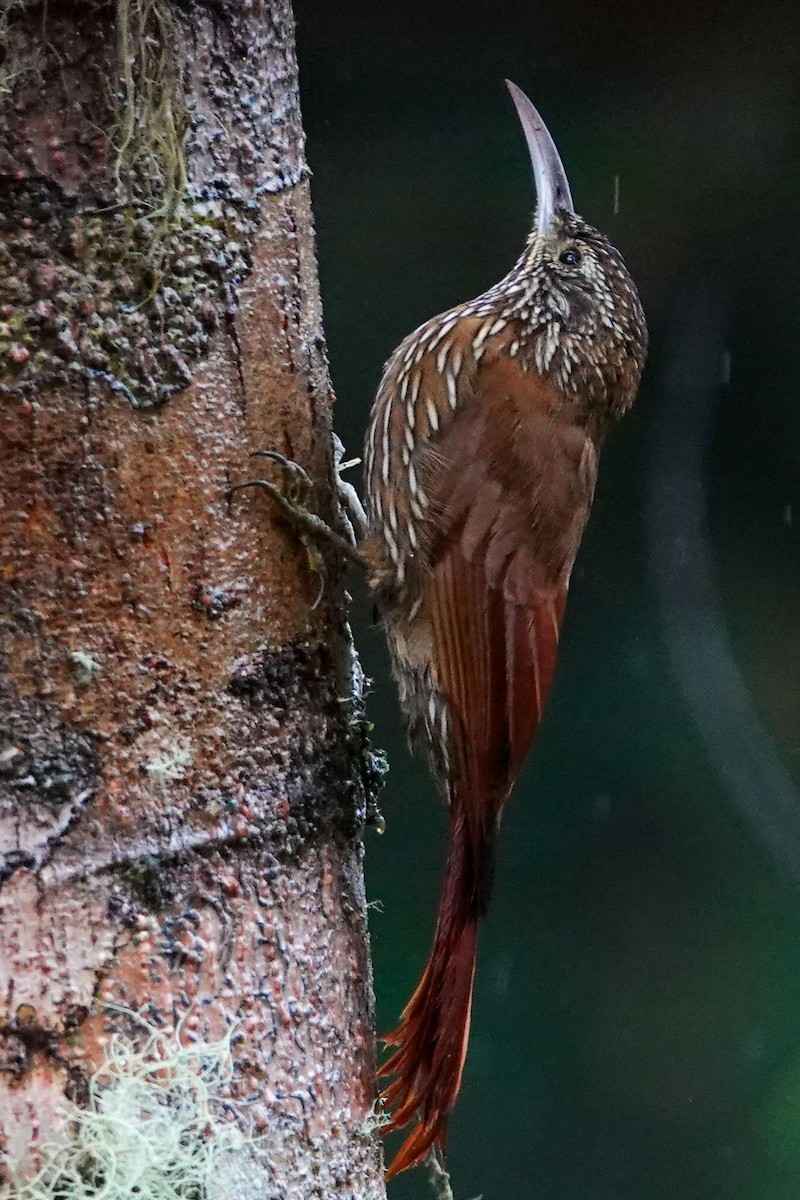 Strong-billed Woodcreeper - ML619501403