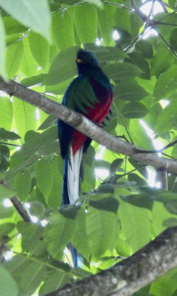 Quetzal Guatemalteco - ML619501437