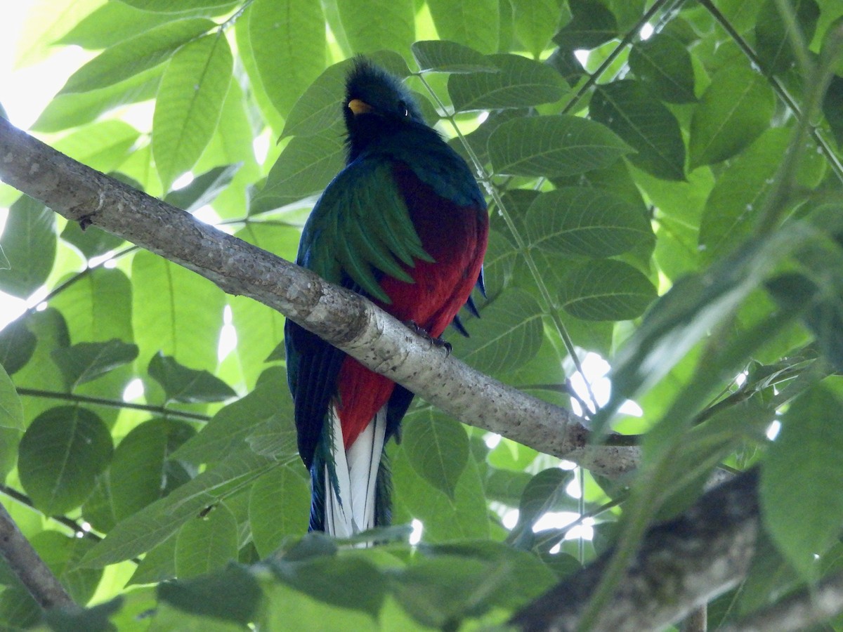 Quetzal resplendissant - ML619501438