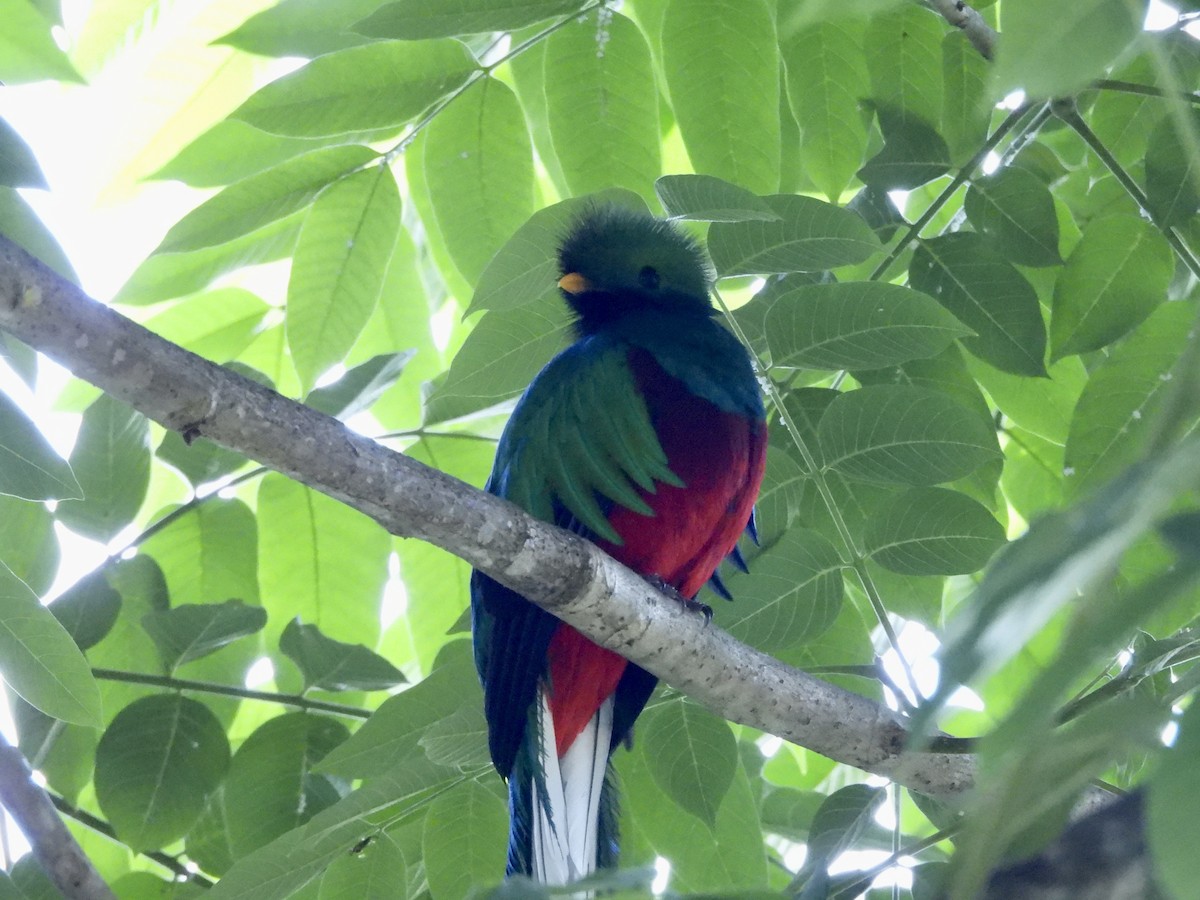 Quetzal Guatemalteco - ML619501439