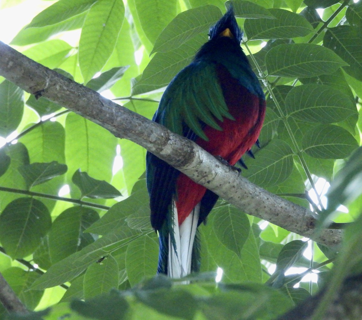 Quetzal resplendissant - ML619501440