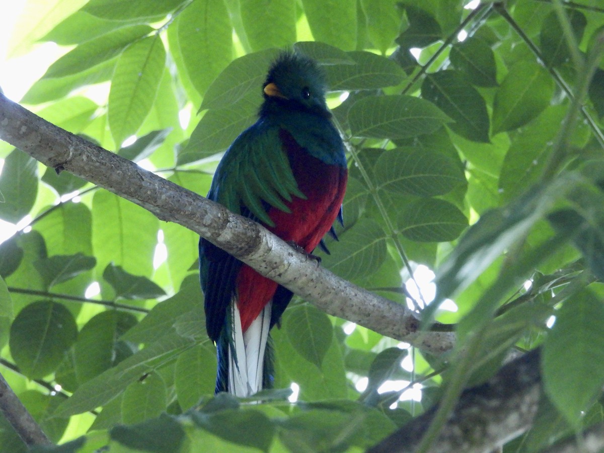 Quetzal resplendissant - ML619501441
