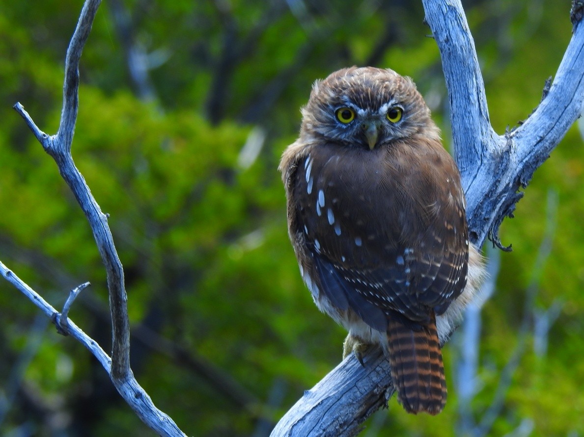 Austral Pygmy-Owl - ML619501451
