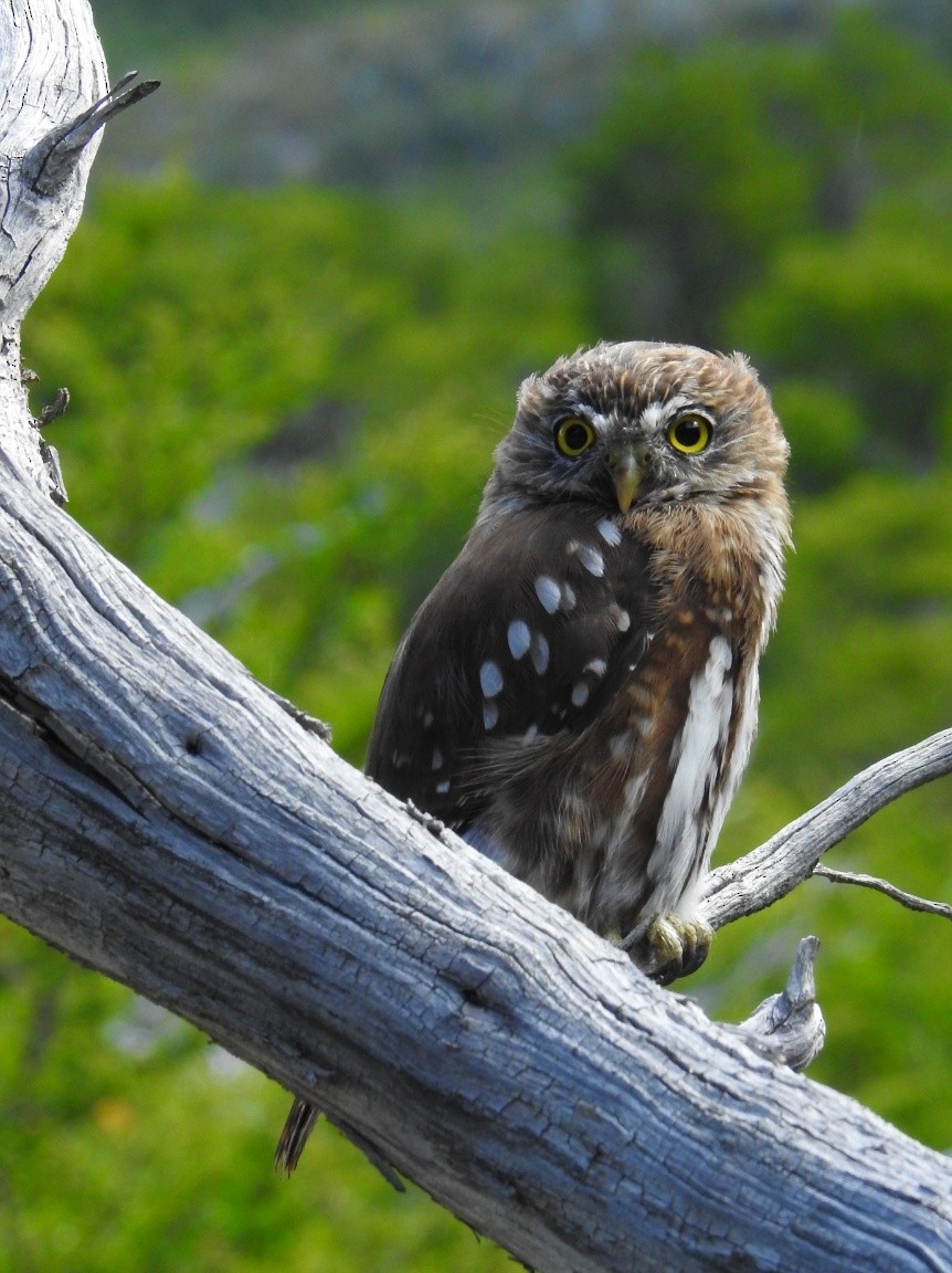 Austral Pygmy-Owl - ML619501452