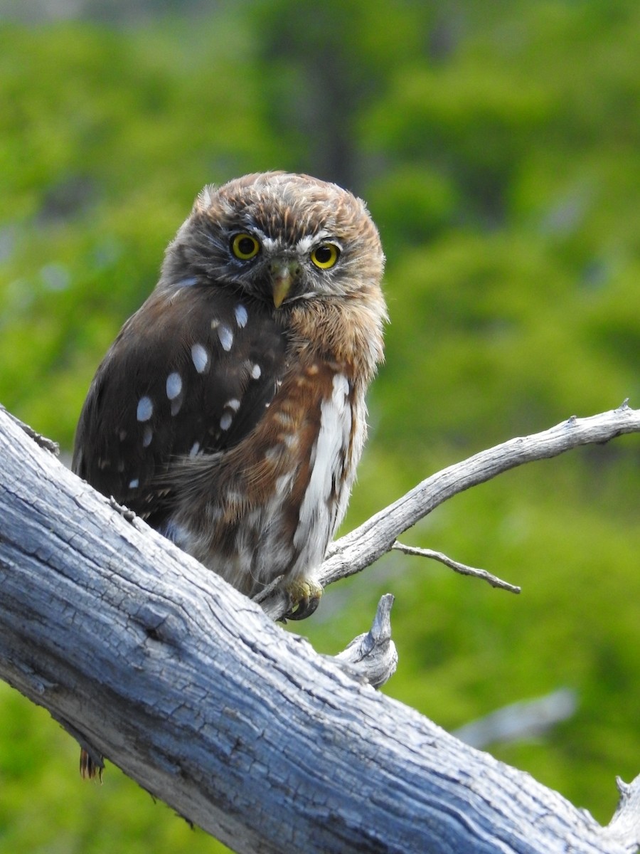 Austral Pygmy-Owl - ML619501453