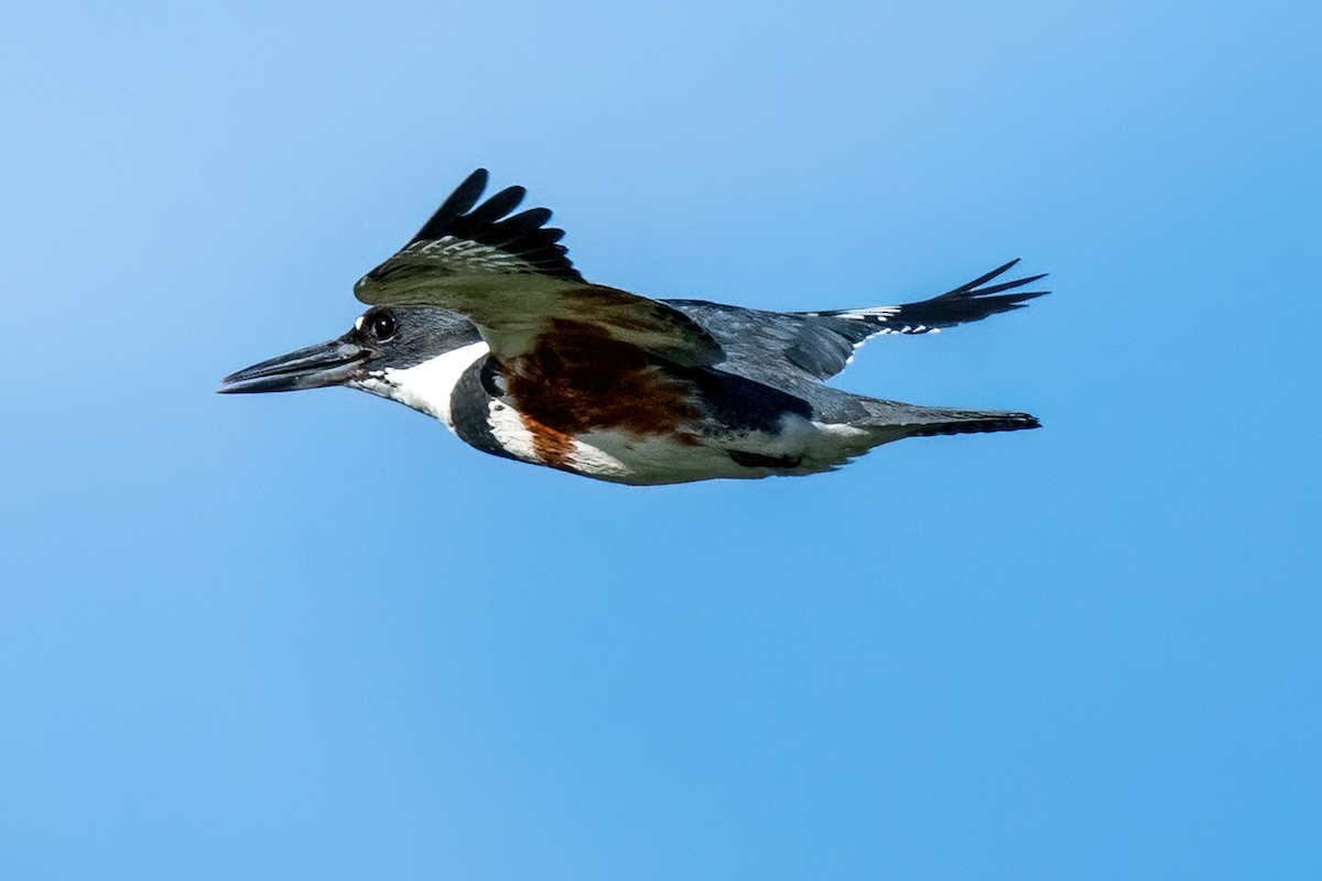 Belted Kingfisher - ML619501468